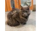 Adopt Farrah a Tortoiseshell Domestic Longhair / Mixed cat in St.Jacob
