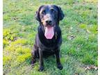 Adopt Raven a Black Labrador Retriever / Mixed dog in San Francisco