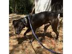 Adopt Shady a Black Hound (Unknown Type) / Mixed dog in St.