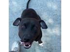 Adopt Gwen a Black Mixed Breed (Medium) / Mixed dog in St. Thomas, VI (37704075)