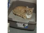 Adopt Monkey a Tabby