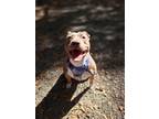 Adopt Jolene a Brown/Chocolate American Pit Bull Terrier / Mixed Breed (Medium)