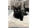 Adopt Chico a Domestic Short Hair