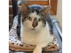 Adopt Teke a Domestic Short Hair