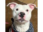 Adopt Otis a Pit Bull Terrier