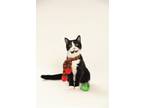 Adopt Frankie a Black & White or Tuxedo Domestic Shorthair (short coat) cat in