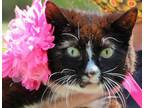 Adopt Mimi (Special needs) a Black & White or Tuxedo Domestic Mediumhair (medium