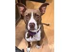 Adopt Carraway a Red/Golden/Orange/Chestnut - with White American Pit Bull