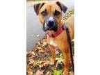 Adopt Avery a Tan/Yellow/Fawn - with Black Boxer / Mastiff / Mixed dog in