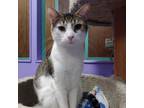 Adopt Danny a Gray or Blue Domestic Shorthair / Mixed cat in Buffalo
