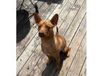 Adopt Jazzie a Tan/Yellow/Fawn Pharaoh Hound / Basenji / Mixed dog in Kellogg
