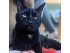 Adopt Iris a All Black Domestic Shorthair / Mixed cat in Saint Louis