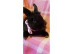 Adopt Raava a Black Havana / Mixed (long coat) rabbit in Tipton, IN (35793813)