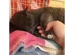 Adopt Charles a Gray or Blue Domestic Shorthair (short coat) cat in San Luis