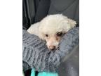 Adopt Molly a White Bichon Frise / Mixed dog in Millersburg, OH (37700384)