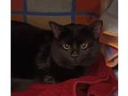 Adopt Bolet a All Black Domestic Shorthair / Domestic Shorthair / Mixed cat in