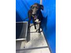 Adopt sheba a Mixed Breed (Medium) dog in Whiteville, NC (37699451)