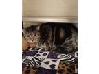 Adopt Rayanne a Brown or Chocolate Domestic Shorthair / Domestic Shorthair /