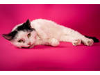 Adopt Mia a White Domestic Shorthair / Domestic Shorthair / Mixed cat in