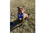 Adopt Lenox a Brown/Chocolate American Pit Bull Terrier / Mixed dog in