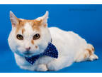 Adopt Jack a Orange or Red Domestic Shorthair / Domestic Shorthair / Mixed cat