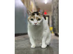Adopt Adigth a White Domestic Shorthair / Domestic Shorthair / Mixed cat in