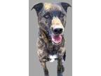 Adopt Ranger a Brindle Shepherd (Unknown Type) / Mixed dog in Bartlesville