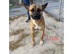 Adopt Louie a Tan/Yellow/Fawn Australian Cattle Dog / Mixed dog in Altoona