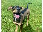 Adopt Rosie a Black Mixed Breed (Medium) / Mixed dog in Boone, NC (37699846)