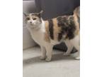 Adopt Lily Rose a White Domestic Shorthair / Domestic Shorthair / Mixed cat in