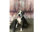 Adopt Tinkerbell a Gray/Blue/Silver/Salt & Pepper American Pit Bull Terrier /