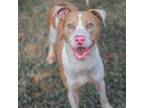 Adopt Michael Hott a Brown/Chocolate Mixed Breed (Large) / Mixed dog in Decatur