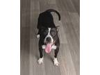 Adopt Popcorn a Black American Pit Bull Terrier / Mixed dog in Decatur