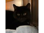 Adopt Puddles a All Black Domestic Shorthair / Domestic Shorthair / Mixed cat in