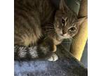 Adopt teacup a Gray or Blue Domestic Shorthair / Domestic Shorthair / Mixed cat