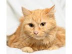 Adopt Patches a Orange or Red Domestic Mediumhair / Domestic Shorthair / Mixed