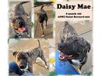 Adopt Daisy Mae a Black American Pit Bull Terrier / St. Bernard / Mixed dog in