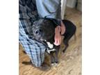 Adopt Sharpie a Black Mastiff / Mixed dog in Spruce Grove, AB (37700607)