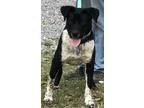 Adopt Lucas a Black Border Collie / Mixed dog in Natchez, MS (37700731)