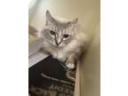 Adopt Aquila a Tan or Fawn Domestic Longhair / Domestic Shorthair / Mixed cat in