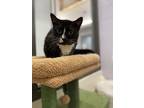 Adopt Kathy a All Black Domestic Shorthair / Domestic Shorthair / Mixed cat in