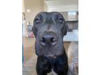 Adopt Pico De Gallo a Black Labrador Retriever / Mixed dog in Baton Rouge
