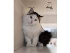 Adopt Woody a White Domestic Mediumhair / Domestic Shorthair / Mixed cat in