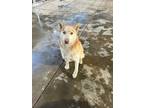Adopt Lola a White Husky / Mixed dog in Moses Lake, WA (37700925)