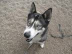 Adopt Ma'at a Black Husky / Mixed dog in Fond du Lac, WI (37701052)