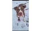 Adopt Bess 'Lady' a Brown/Chocolate Bull Terrier / Mixed dog in Fond du Lac