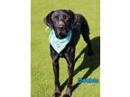 Adopt Double a Black Labrador Retriever / Mixed dog in Kiln, MS (37701159)