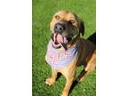 Adopt Bruiser a Red/Golden/Orange/Chestnut Labrador Retriever / Mixed dog in