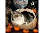 Adopt PUMBAA a Gray or Blue Domestic Shorthair / Domestic Shorthair / Mixed cat