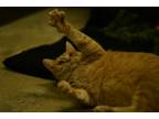 Adopt Chesta Cheeto a Orange or Red Domestic Shorthair / Domestic Shorthair /